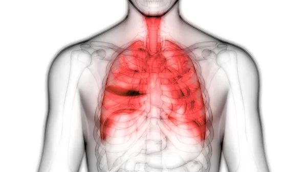 Anatomie Pulmonaire Système Respiratoire Humain — Photo