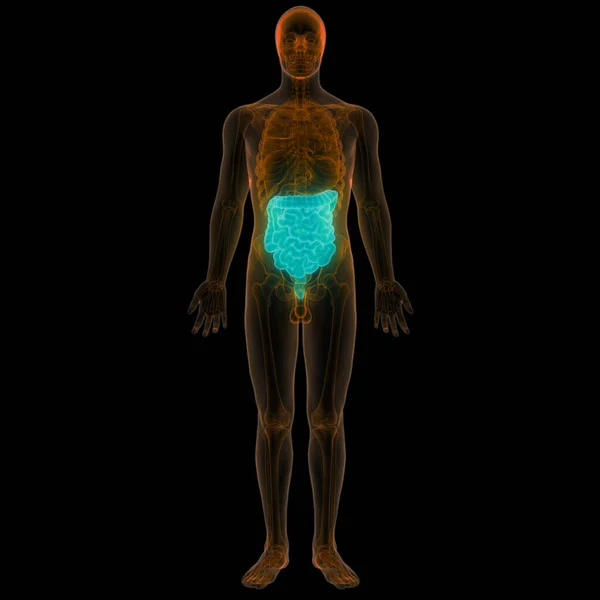 Ihmisen Sisäinen Ruoansulatuselimistön Maksan Anatomia — kuvapankkivalokuva