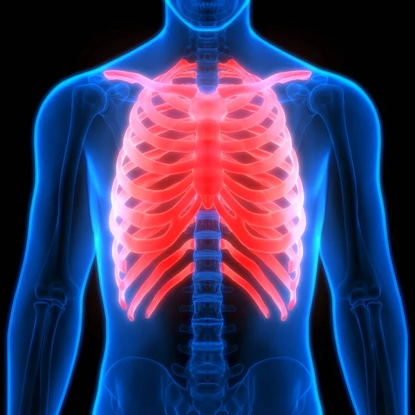Human Body Bone Joint Pains Anatomy (Ribs). 3D - Illustration