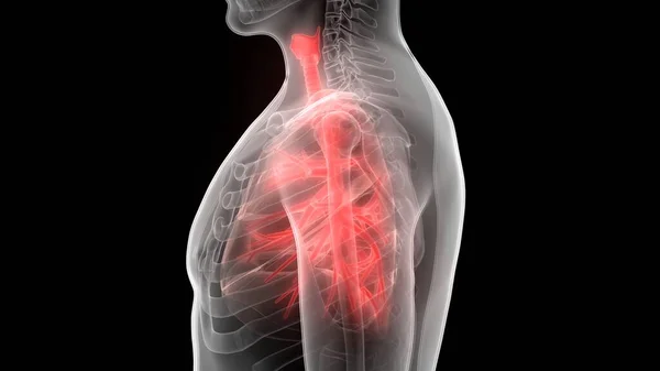 인간의 Human Respiratory System Lungs Anatomy — 스톡 사진