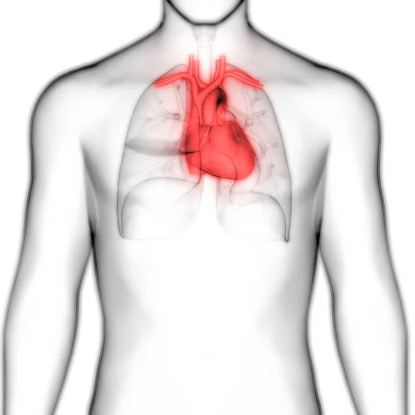 Anatomia Ludzkiego Serca Ilustracja — Zdjęcie stockowe