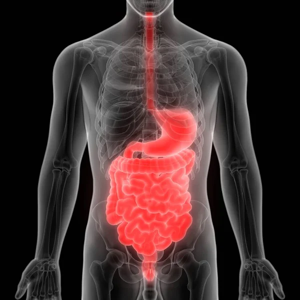 Menselijk Spijsverteringsstelsel Grote Intestine Anatomie — Stockfoto