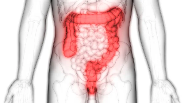 Menselijk Spijsverteringsstelsel Grote Intestine Anatomie — Stockfoto