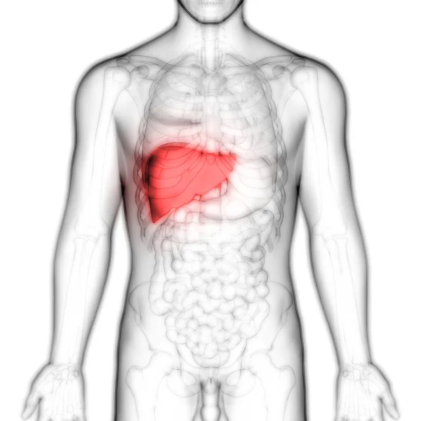 Human Internal Organs Liver Anatomy Inglés Ilustración — Foto de Stock