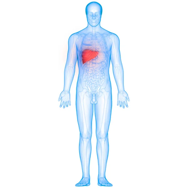 Ludzki Wewnętrzny Organ Trawienny Anatomia Wątroby — Zdjęcie stockowe