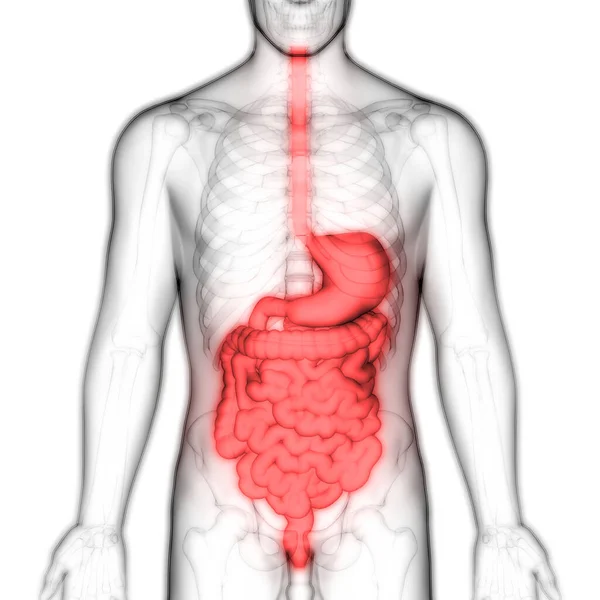 Sistema Digestivo Humano Anatomia Intestinal Grande — Fotografia de Stock