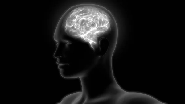 Анатомия Мозга Человека Иллюстрация — стоковое фото
