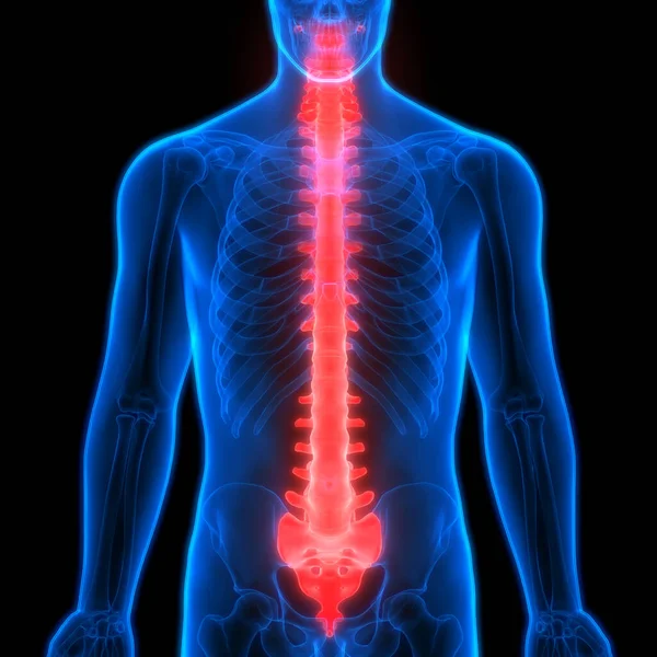 Human Skeleton System Vertebral Column Anatomy Illustration — ストック写真