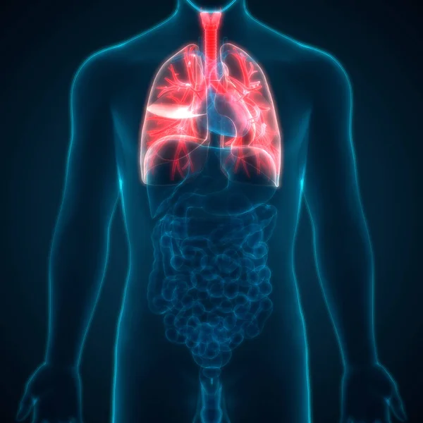 Sistema Respiratório Humano Anatomia Pulmonar — Fotografia de Stock