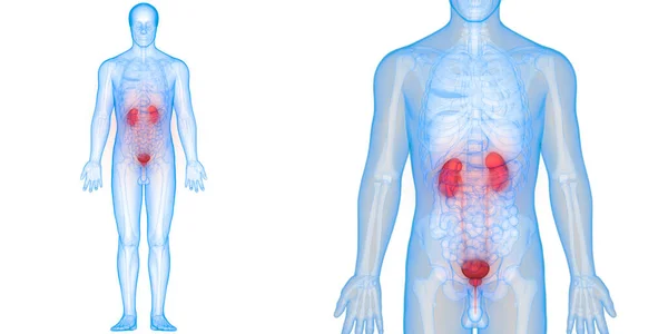 Lidský Močový Systém Ledviny Anatomie — Stock fotografie