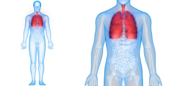 Sistema Respiratório Humano Anatomia Pulmonar — Fotografia de Stock