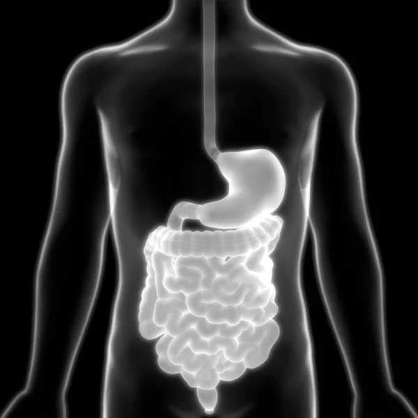 Human Digestive System Anatomy Illustration — Stock Photo, Image