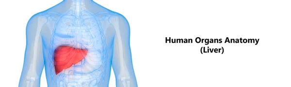 Emberi Belső Emésztőszervi Szervek Máj Anatómia — Stock Fotó