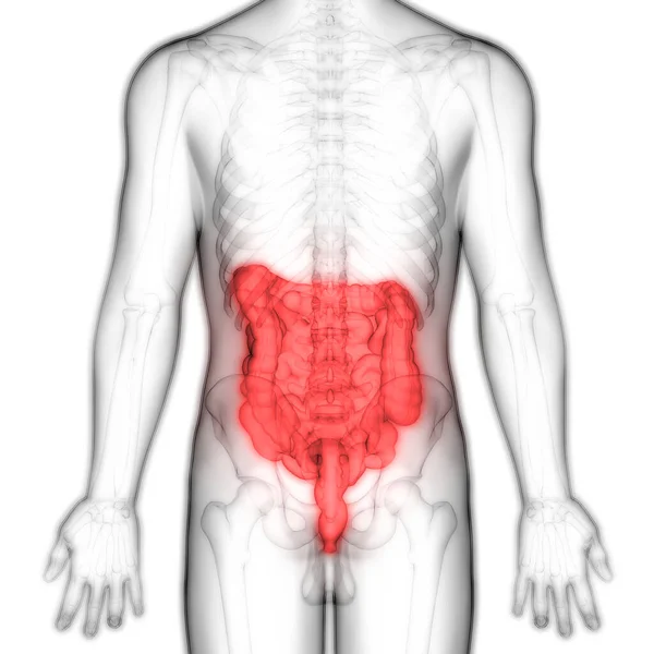 Mänsklig Matsmältningssystemet Stor Artros Anatomi — Stockfoto