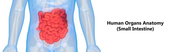 Nsan Sindirim Sistemi Anatomisi Nce Bağırsaklı Mide — Stok fotoğraf