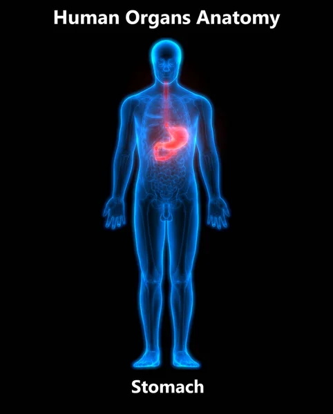 Ludzki Układ Pokarmowy Widok Anatomię Żołądka — Zdjęcie stockowe