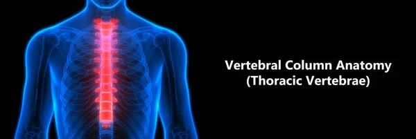 Anatomia Coluna Vertebral Esqueleto Humano Coluna Torácica Ilustração — Fotografia de Stock