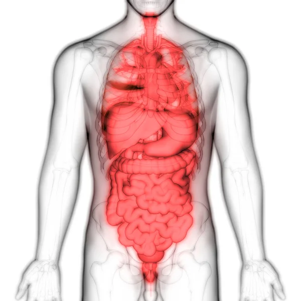 Anatomía Del Sistema Digestivo Humano Ilustración —  Fotos de Stock