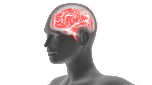 Anatomía Del Cerebro Humano Ilustración — Foto de Stock