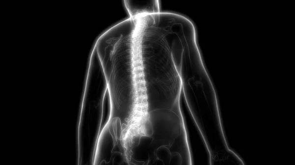 Human Skeleton System Vertebral Column Anatomy Illustration — стокове фото