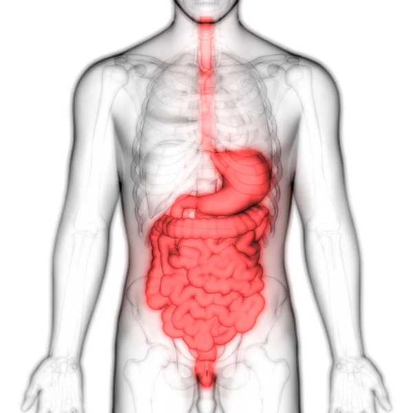 Mänskliga Matsmältningssystemet Anatomi Illustration — Stockfoto