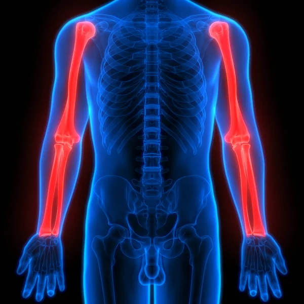 Ανθρώπινο Skeleton Σύστημα Χέρια Αρθρώσεις Ανατομία Εικόνα — Φωτογραφία Αρχείου