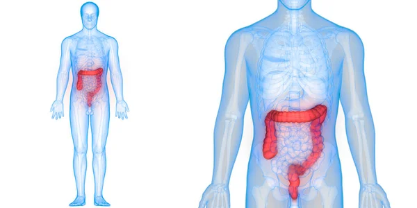 Anatomía Del Intestino Grueso Del Sistema Digestivo Humano —  Fotos de Stock