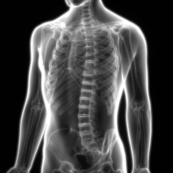 Human Skeleton Vertebral Column Anatomy Ilustración — Foto de Stock