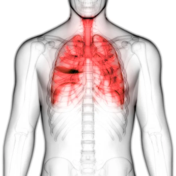 Órgãos Corpo Humano Anatomia Pulmonar Ilustração — Fotografia de Stock