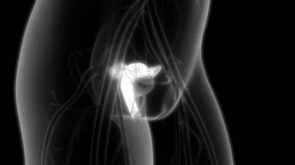 Female Reproductive System with nervous system and urinary bladder. 3D - Illustration