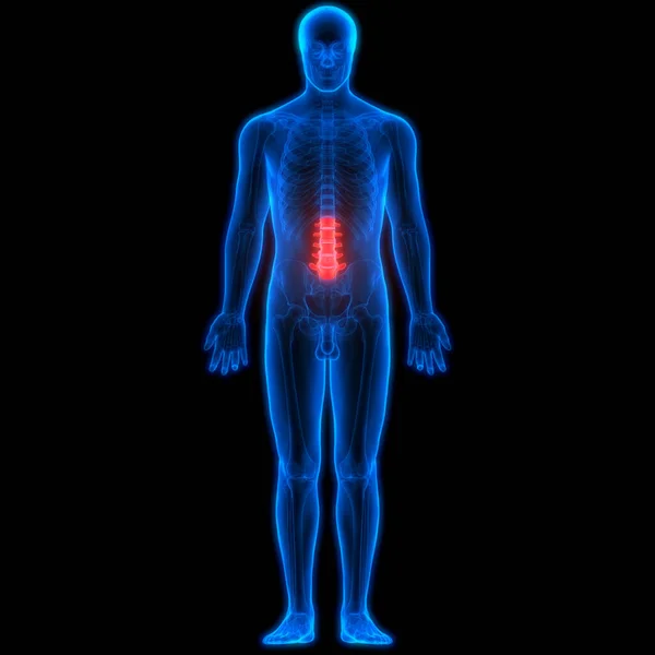 Spinal Cord Lumbar Vertebrae Part Human Skeleton Anatomy Illustration — ストック写真