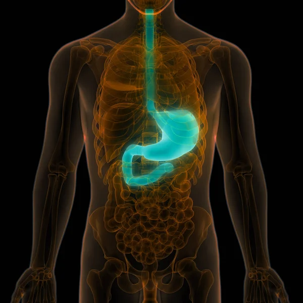 Nsan Sindirim Sistemi Mide Anatomisi Anterior View — Stok fotoğraf