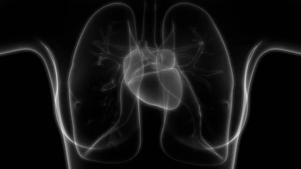 人类呼吸系统隆起解剖 — 图库照片