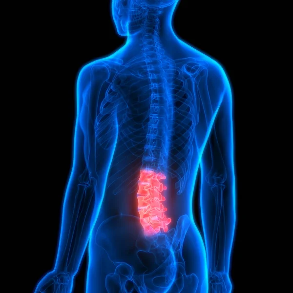 Human Skeleton Vertebral Column Lumbar Vertebrae Anatomy. 3D - Illustration