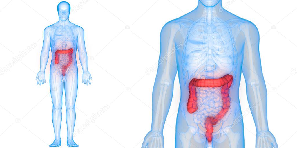 Human Digestive System Large Intestine Anatomy. 3D 