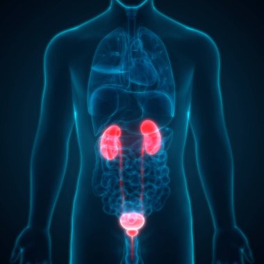 İnsan İdrar Sistemi Böbrekleri Anatomisi. Üç Boyut