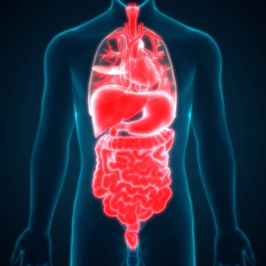 İnsan Sindirim Sistemi Anatomisi (İnce Bağırsaklı Mide). 3d