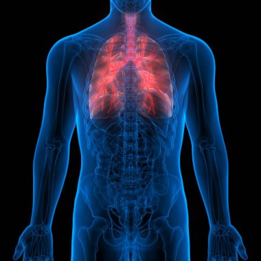 İnsan Solunum Sistemi Akciğerleri Anatomisi. Üç Boyut