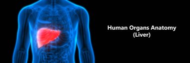 İnsan İç Sindirim Organı Anatomisi. Üç Boyut