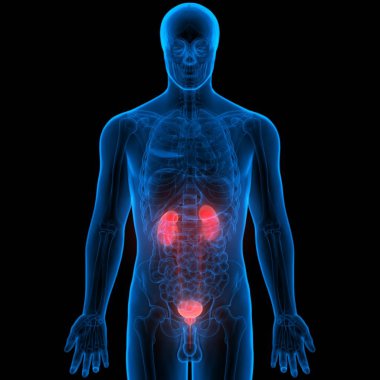İnsan İdrar Sistemi Böbrekleri Anatomisi. Üç Boyut