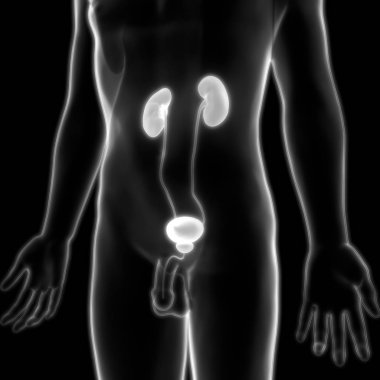 İnsan İdrar Sistemi Böbrekleri Anatomisi. Üç Boyut