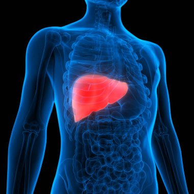 İnsan İç Sindirim Organı Anatomisi. Üç Boyut