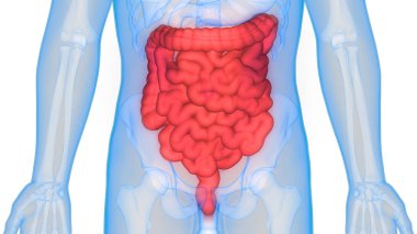 İnsan Sindirim Sistemi Anatomisi (İnce Bağırsaklı Mide). 3D - Görüntü