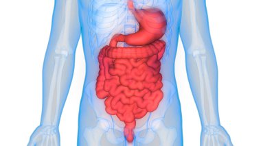 İnsan Sindirim Sistemi Anatomisi (İnce Bağırsaklı Mide). 3D - Görüntü