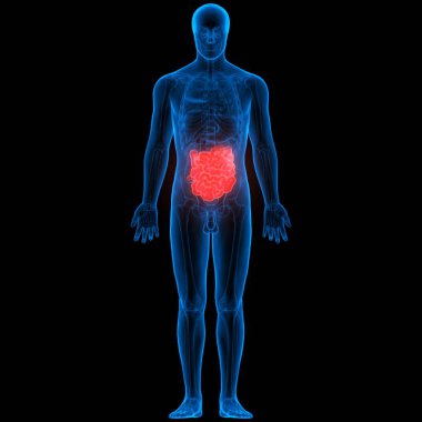 İnsan iç organları sindirim sistemi ince bağırsak anatomisi. 3D - Görüntü