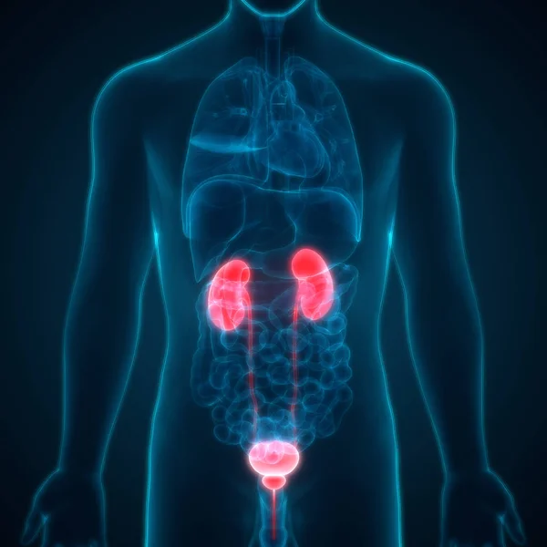 Human Urinary System Kidneys Anatomy — Stock Photo, Image