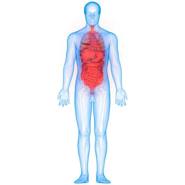 Anatomía Del Sistema Digestivo Humano Estómago Con Intestino Delgado —  Fotos de Stock