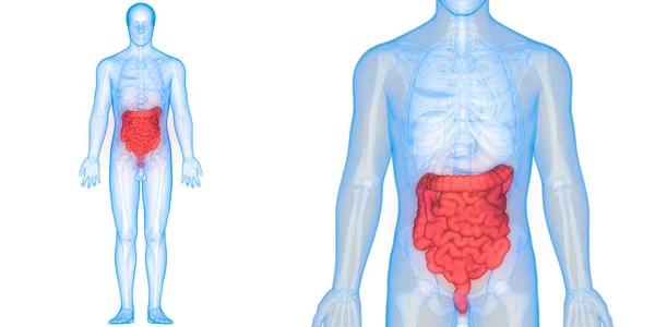 Menselijk Spijsverteringsstelsel Anatomie Maag Met Dunne Darm — Stockfoto