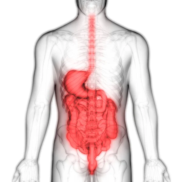 Anatomie Système Digestif Humain Estomac Avec Intestin Grêle — Photo
