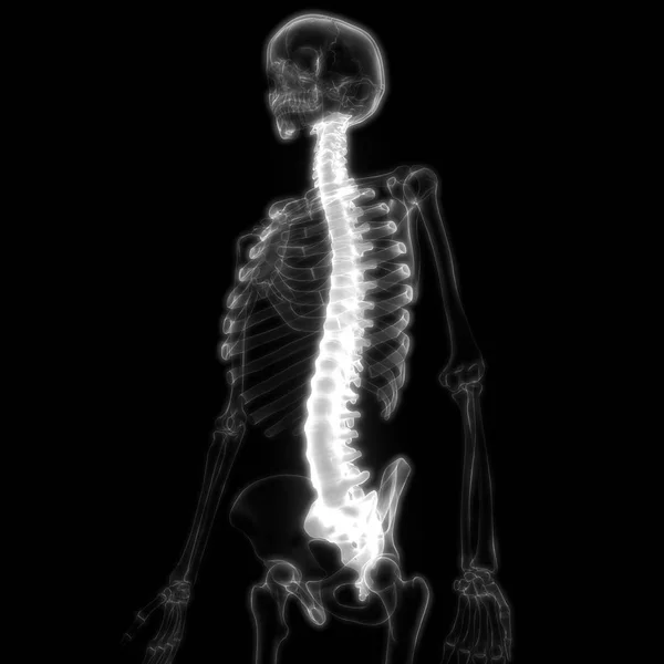 Anatomie Der Wirbelsäule Des Menschlichen Skelettsystems Illustration — Stockfoto
